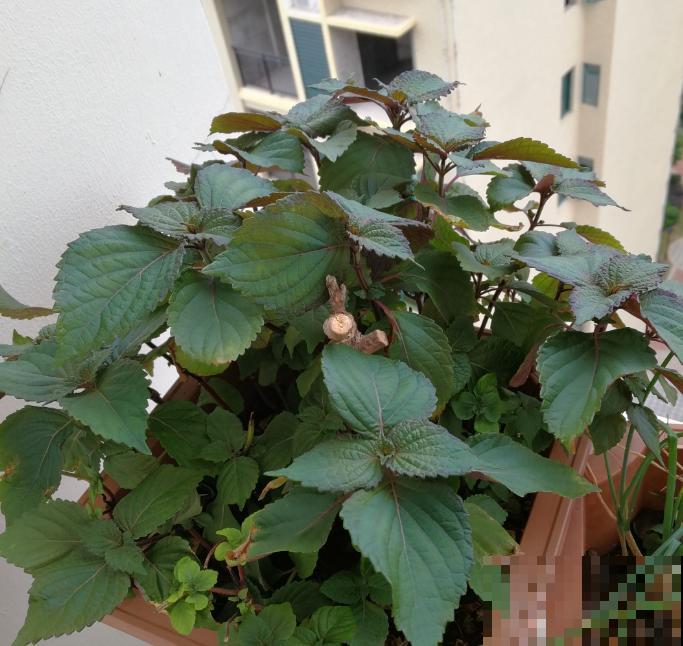 紫苏是个好东西，能吃能入药，当成绿植也很美观！