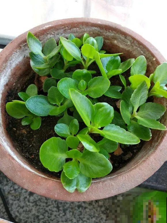 特欠剪的花,越剪越好看,花开不断! 特欠剪的花,越剪越好看,花开不断!