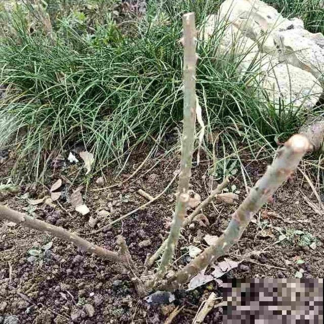 月季别剪了，剪完一杆全黑，今年都白养！