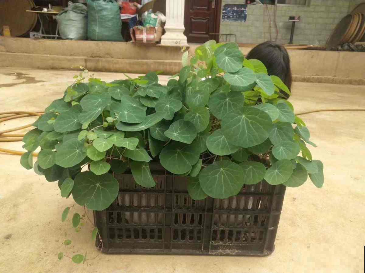 种到花盆里一个“大土豆”，俩月后开始疯狂冒芽，现在爬满整面墙