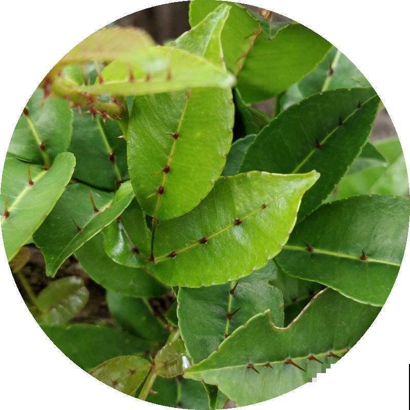 中草药两面针,药用价值极高,常常被看成野草! 中草药两面针,药用价值极高,常常被看成野草!