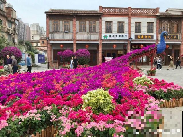 花展上价值好几万的花，看一眼就震撼，太漂亮