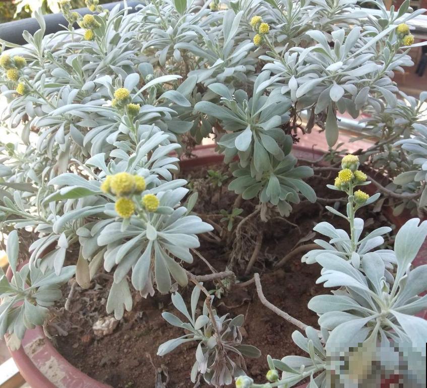 芙蓉菊这样养，花繁叶茂，蚊虫绕路走！