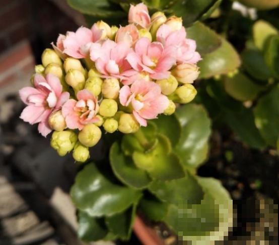 养长寿花就做好4件事，枝繁叶茂，开花时间更长了！