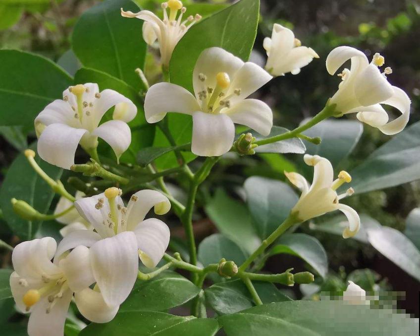 植物命名的5种方式,新奇有趣! 植物命名的5种方式,新奇有趣!