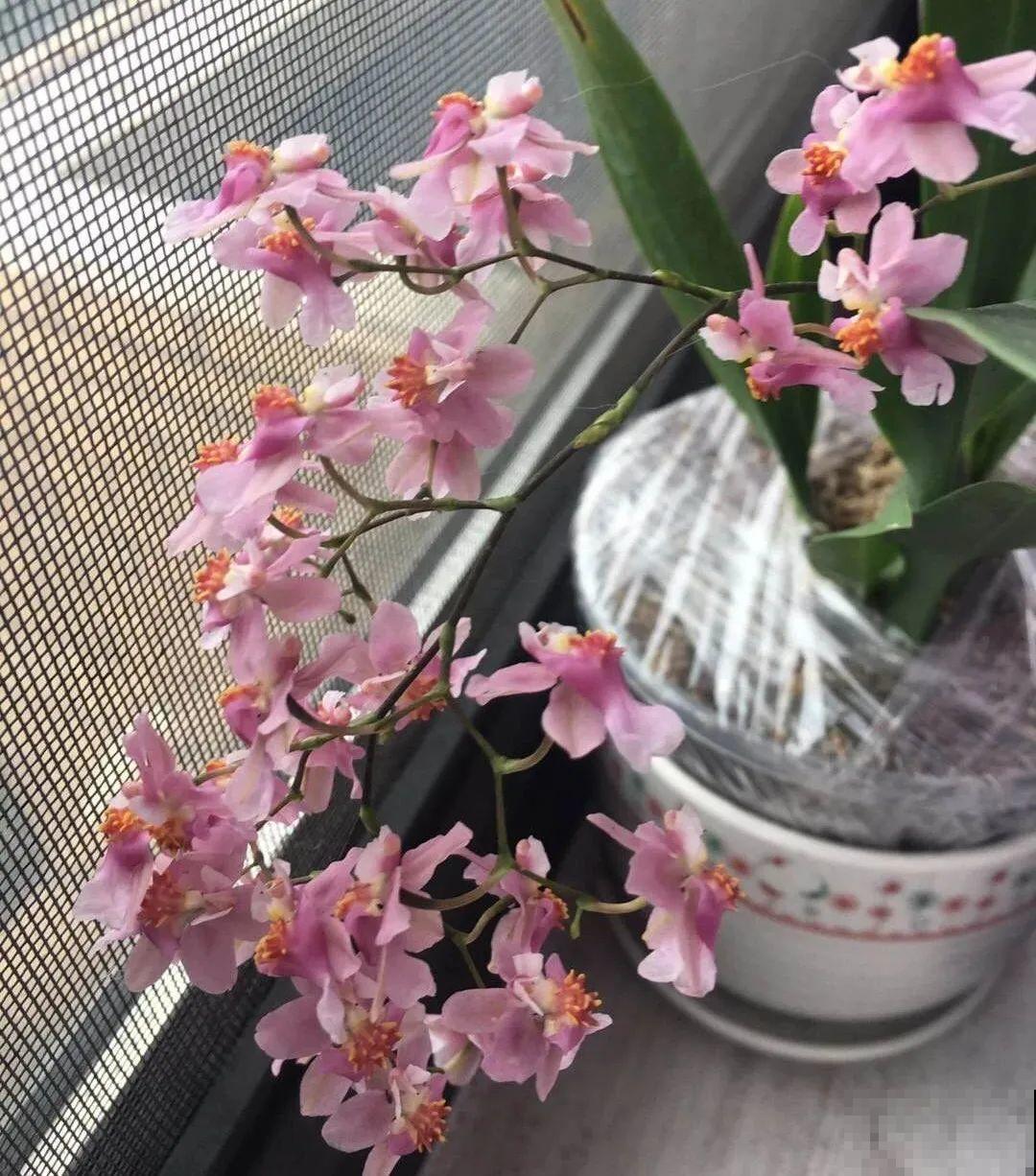 10月养花掐一掐,掐完就来花,盆都塞不下! 10月养花掐一掐,掐完就来花,盆都塞不下!