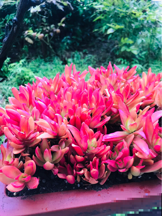 适合秋冬养的“懒人花”，太勤快养不好，越懒养得越好