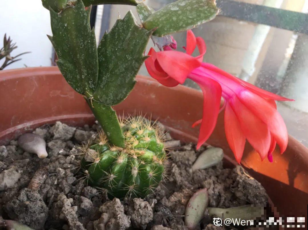 养了18年的仙人指，开花冲房顶，绝对是传家宝！