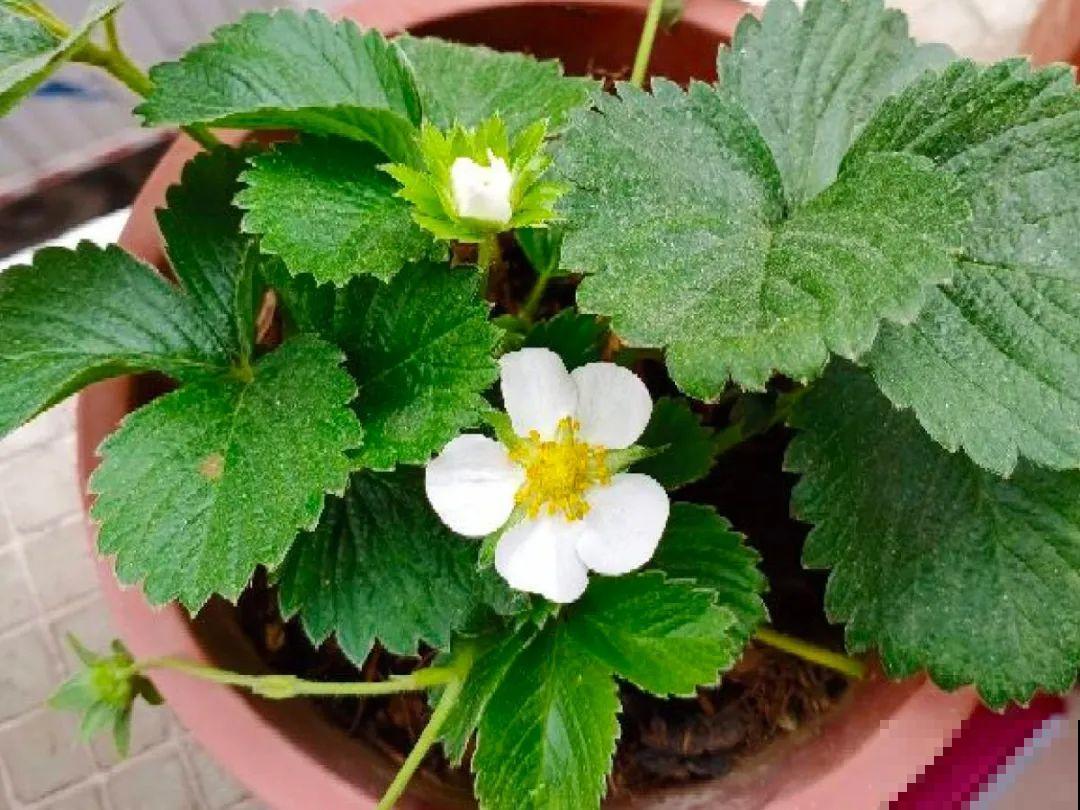 秋天养盆草莓，很快就开花，还能结果子