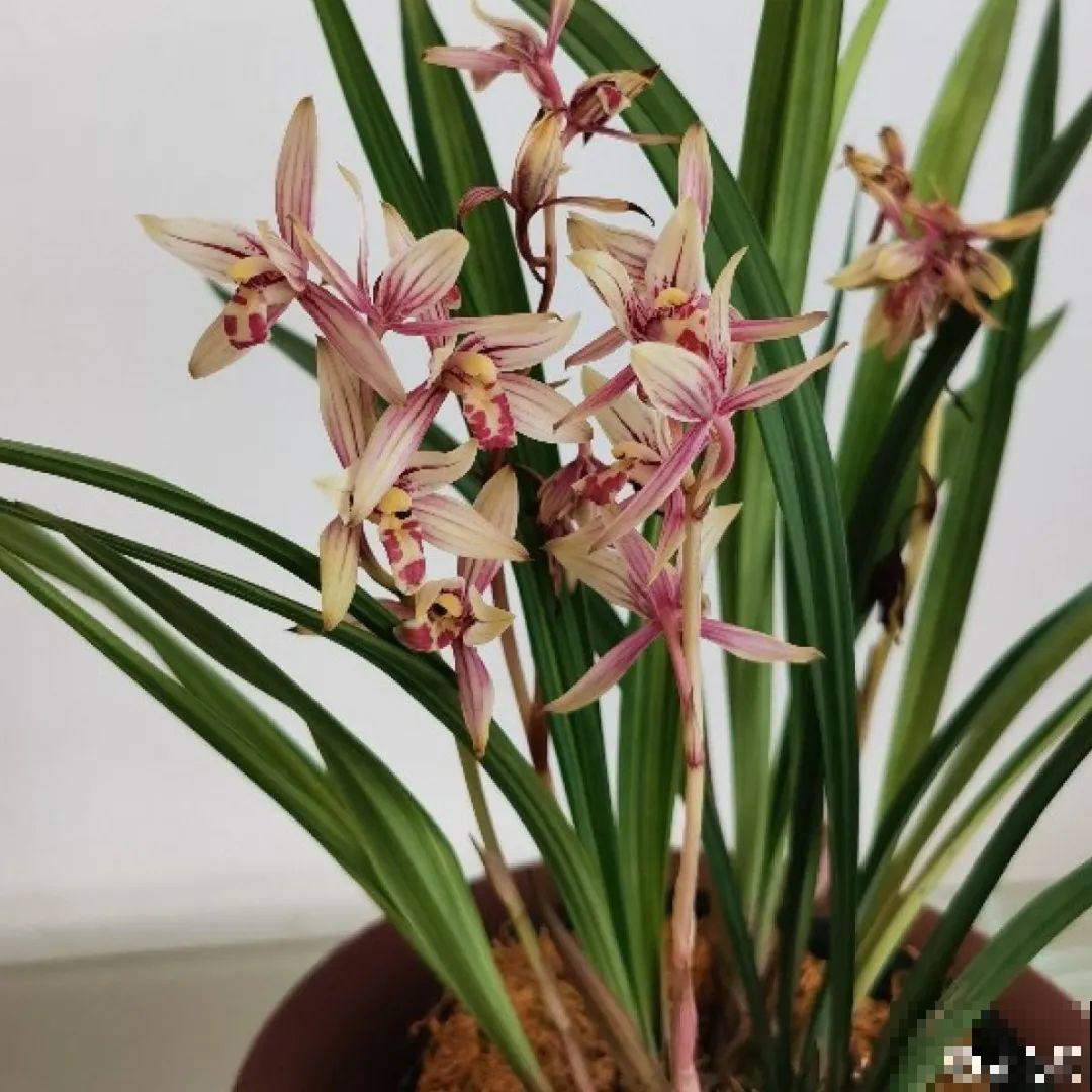 再穷也要养长寿花，寓意好、开花美，养人又养家！