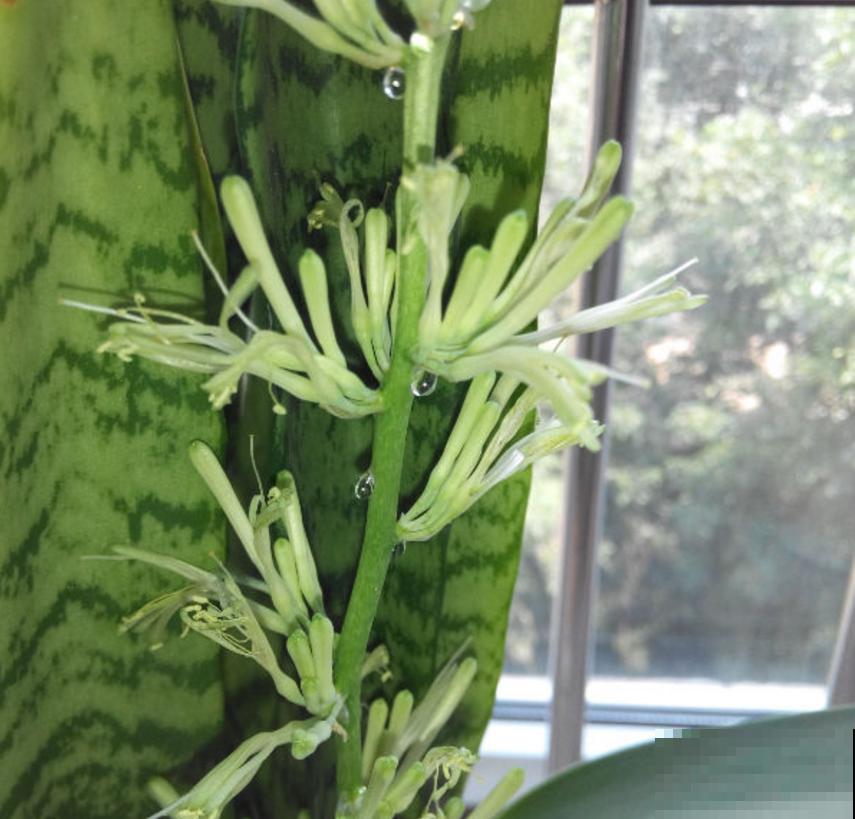 虎皮兰开花很简单，把根养好叶养肥，很快就开花！