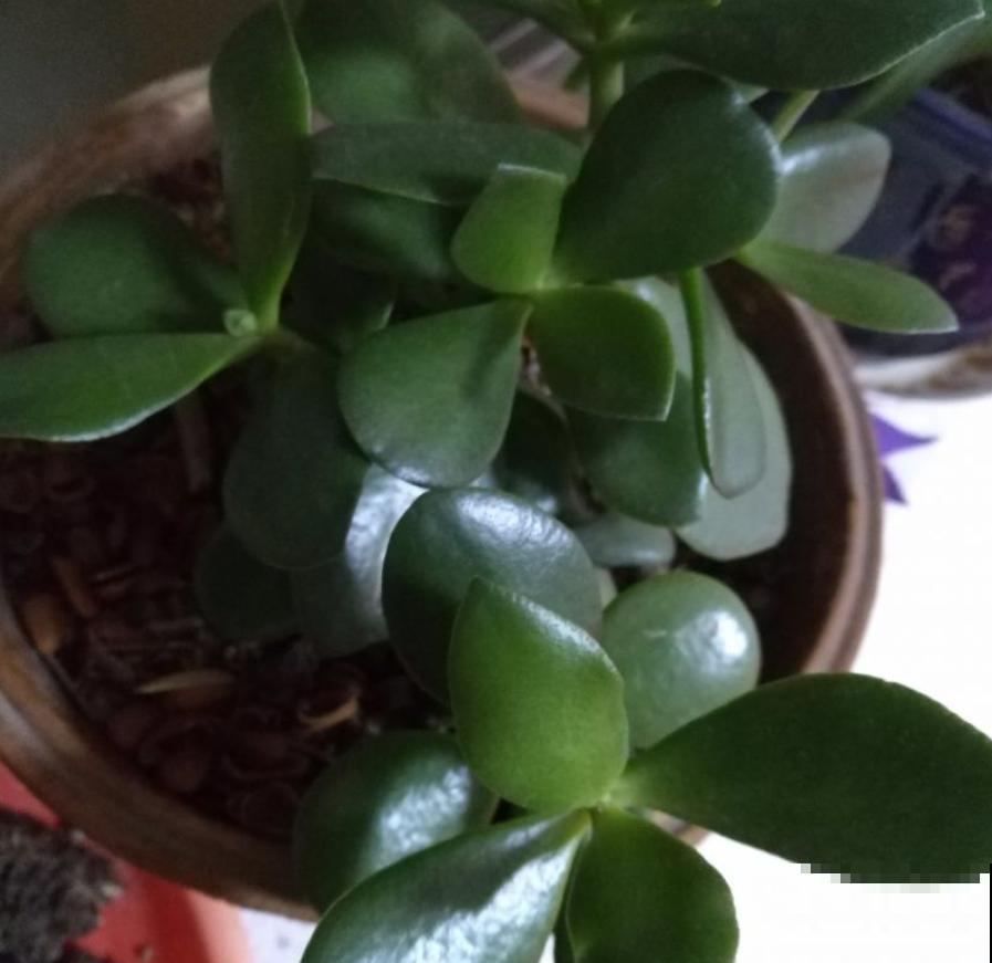 燕子掌好看还无毒，养在家里很安心，花友必备！