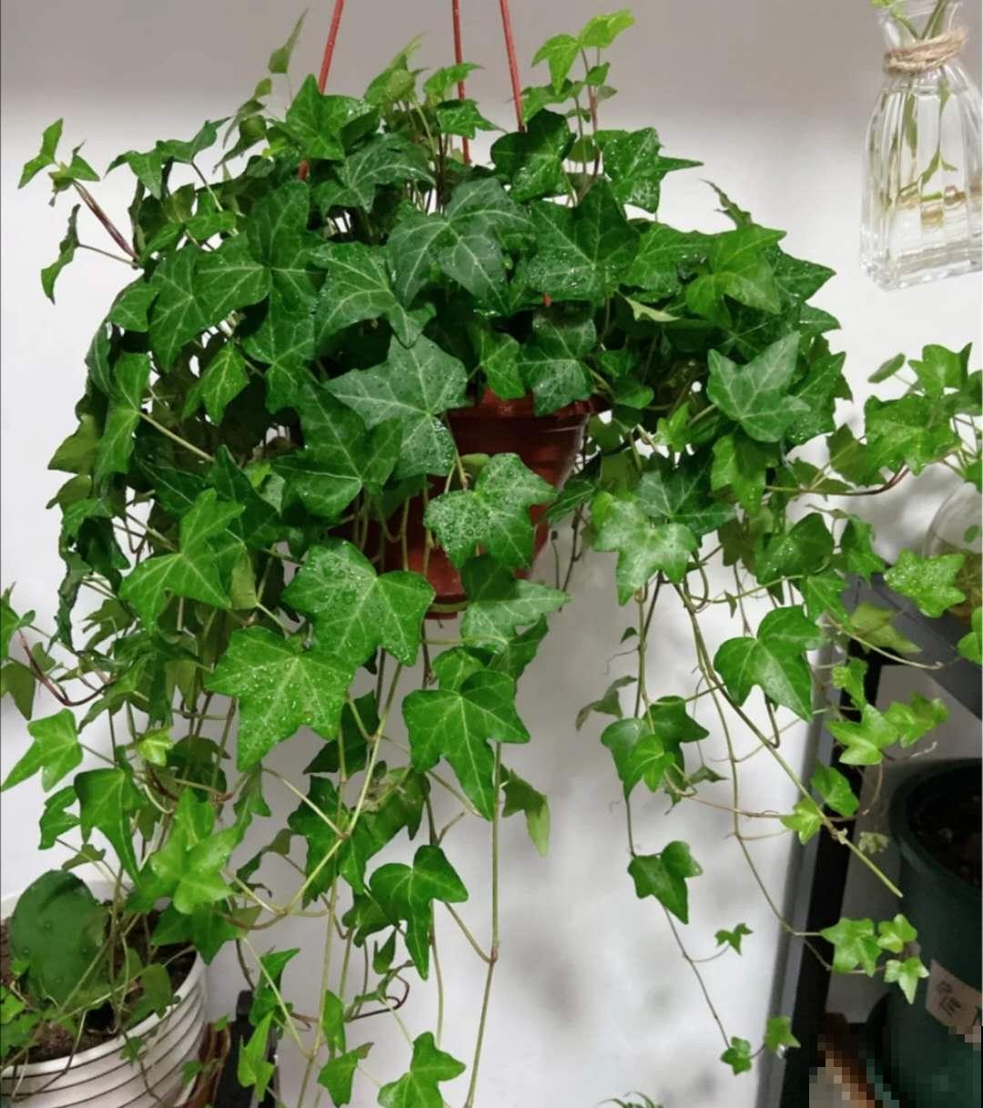 家里养盆常春藤，挂在墙上特漂亮，二手烟废气全吸收！
