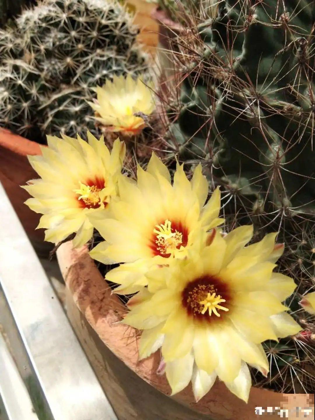 10种花少浇水，天冷容易涝根，旱一旱才长得旺