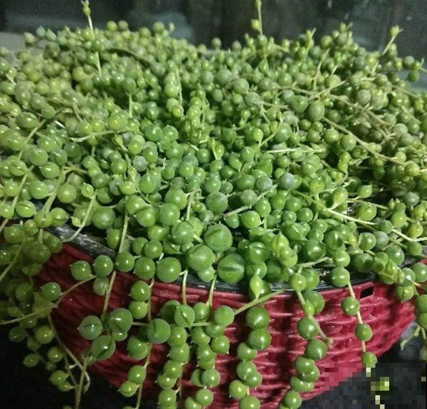 珍珠吊兰烂根咋整？拔出来，切一切，还是一棵好肉肉！
