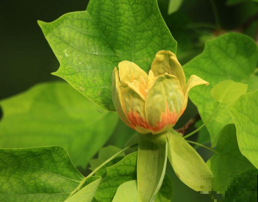 鹅掌楸很珍贵，制家具、入药、观赏样样行，家里建议养一棵！