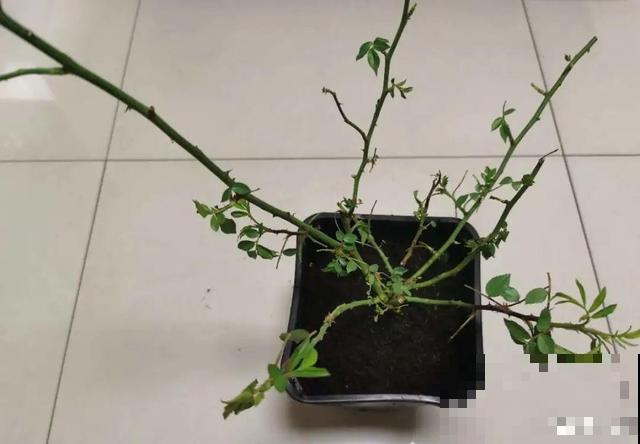 月季别剪了，剪完一杆全黑，今年都白养！