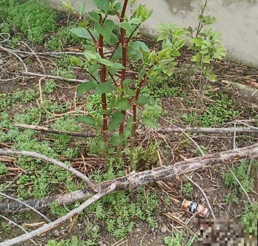 论能吃、会吃的好处，吃没了生物入侵，这操作太牛！