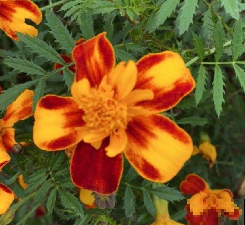 新手可养孔雀草，省心好养活，栽土里就长！