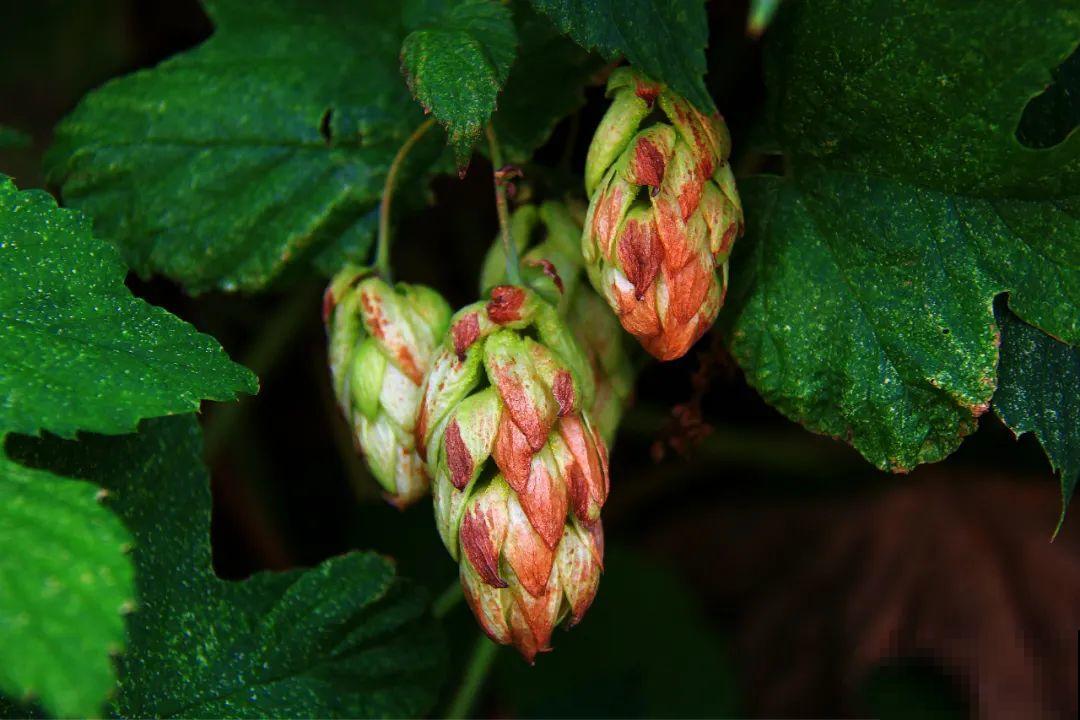 10种小众花，见过的人很少，养一盆特别有面子！
