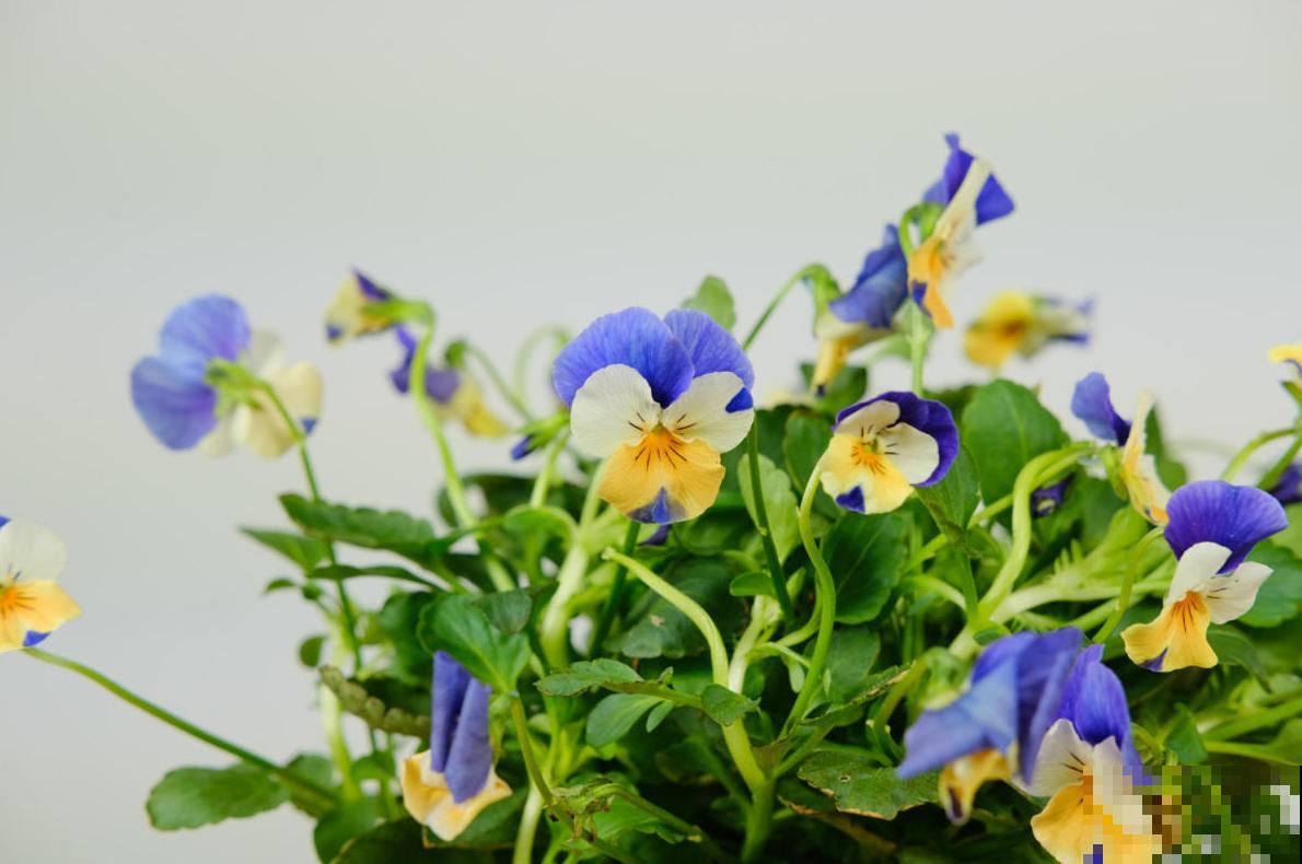 这种花秋冬必备，漂亮又好养活，品种多到挑花眼！