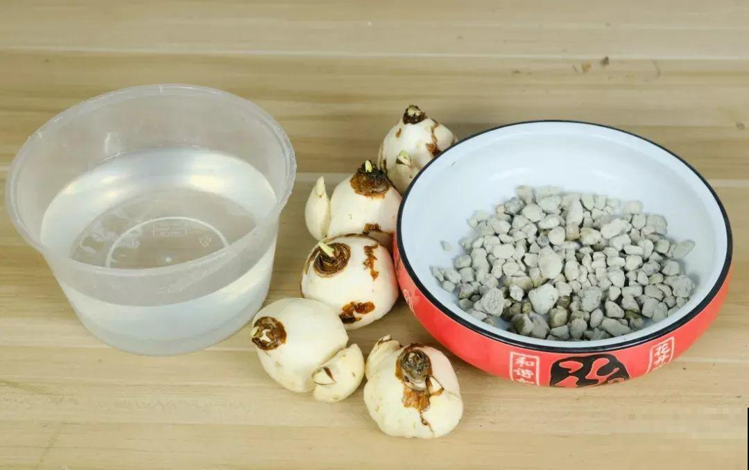 冬天啥花都可以不养，唯独这一种，不养亏大了！