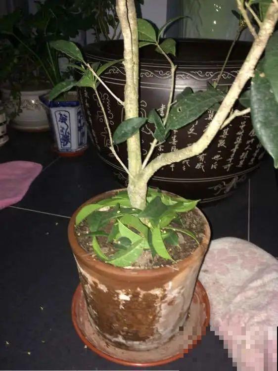 秋天特难养的花，养不活难受，还惹一肚子气！