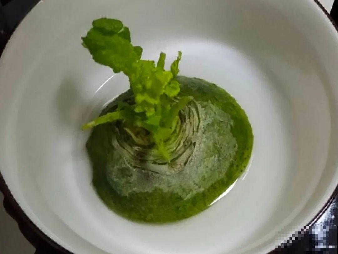 人参萝卜开花了,我种的花,都是这么奇奇怪怪! 人参萝卜开花了,我种的花,都是这么奇奇怪怪!