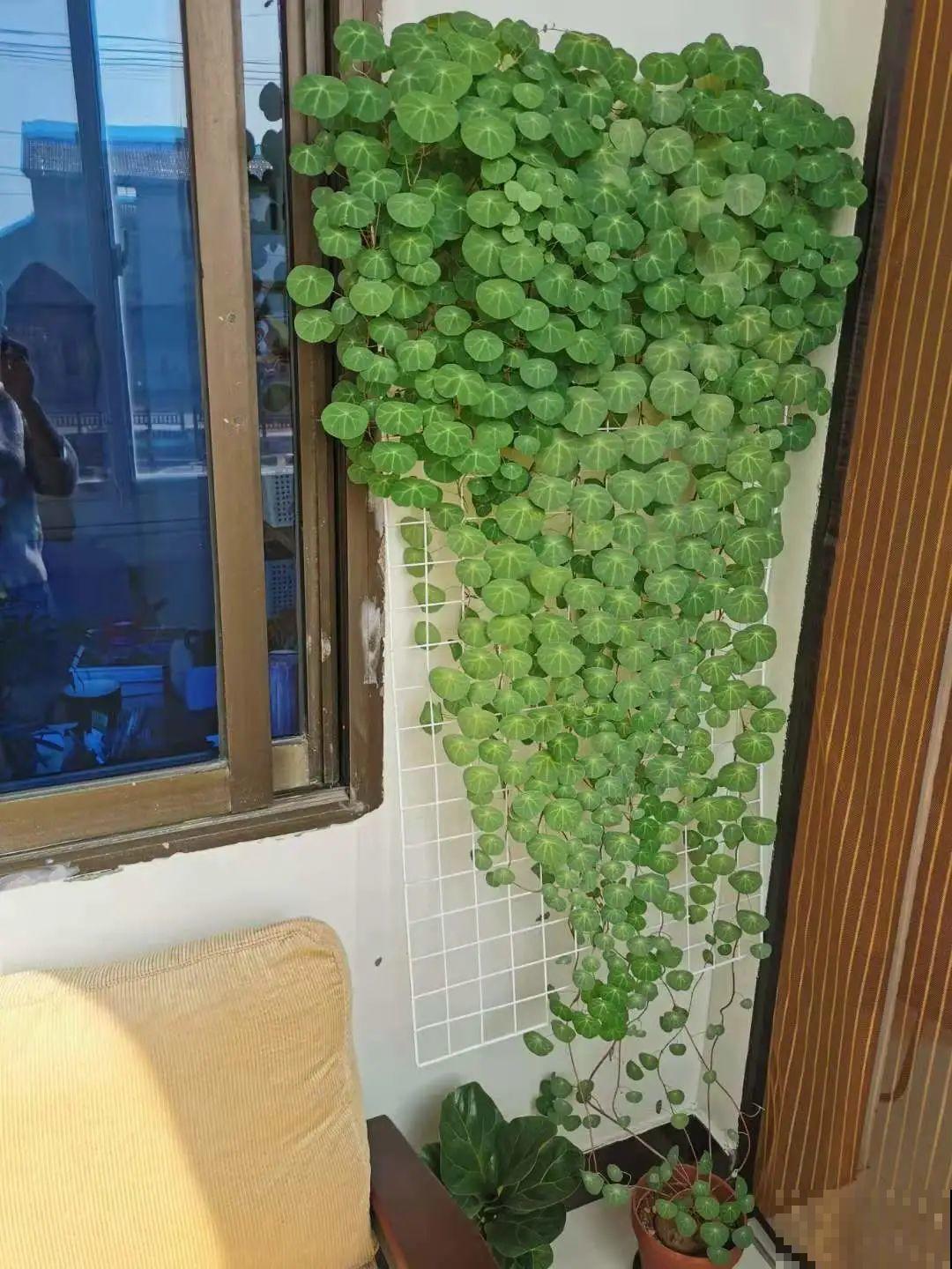 适合懒人养的花，勤快一点就养不好，懒养呼呼长