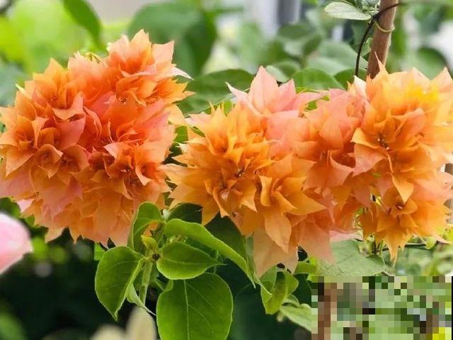 十月养这花,撸叶子、少浇水,10天冒出大花苞! 十月养这花,撸叶子、少浇水,10天冒出大花苞!