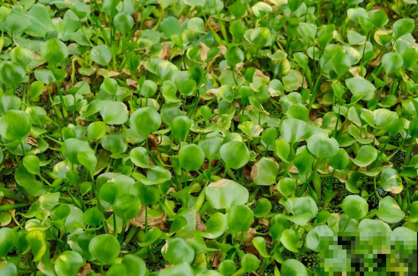 水葫芦成为新宠，只因好看又省心，扔那就疯长！