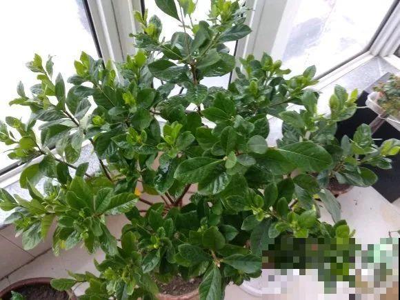 天凉了，9种花不能修剪，剪了以后不开花！