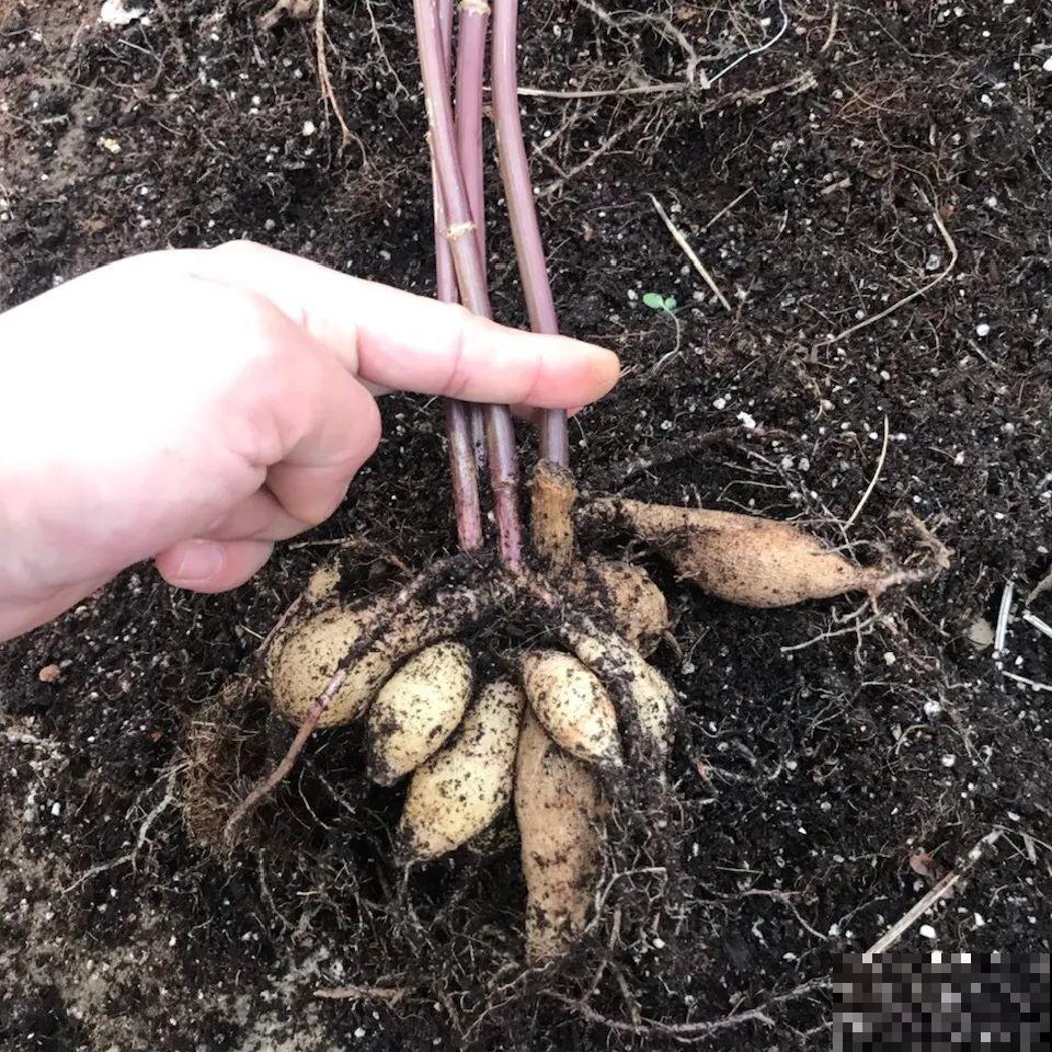 进入11月，大丽花要挖出来，明年春天再种！