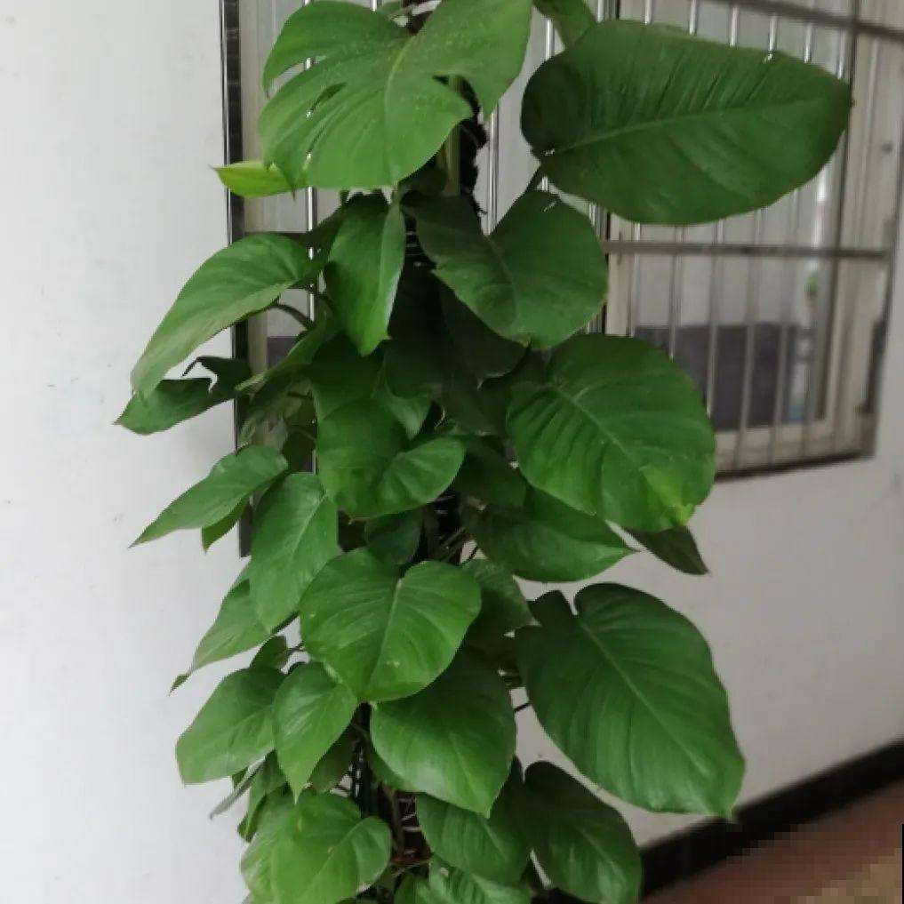 绿萝、吊兰变异了？这些品种，你未必都见过！