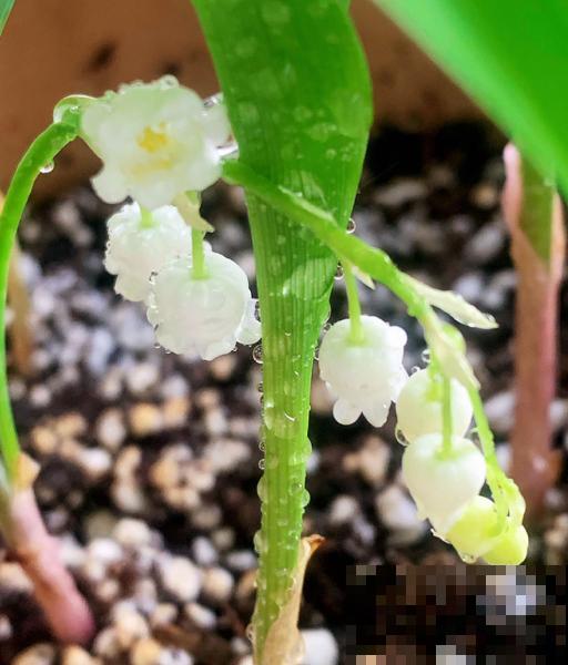 冬天家里种铃兰,抑菌效果好,感冒不怕“串窝子”! 冬天家里种铃兰,抑菌效果好,感冒不怕“串窝子”!