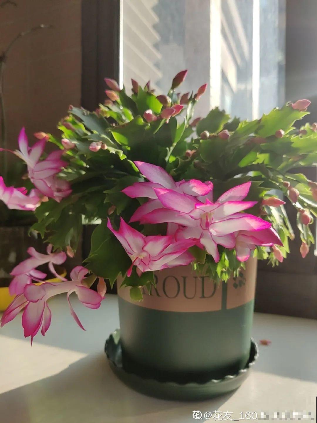 10种花少浇水，天冷容易涝根，旱一旱才长得旺