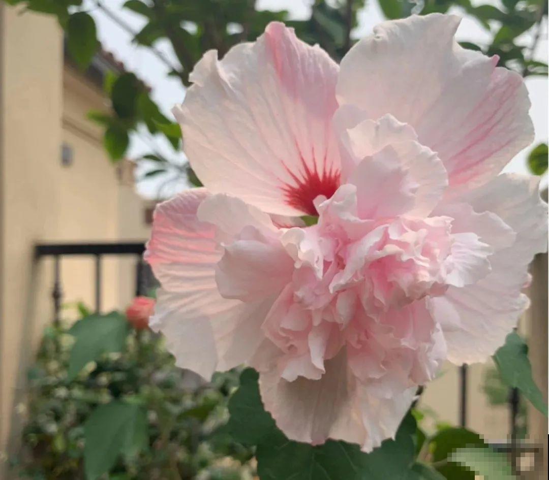 20种花特耐寒，放外面冻一冻，开花更多