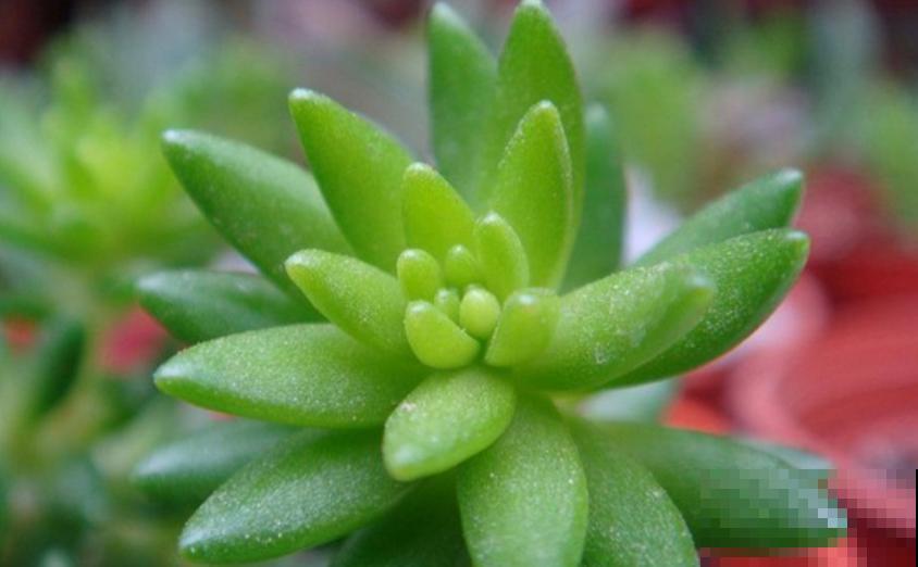 特欠削的千佛手，削一削就疯长，快回家削一顿！