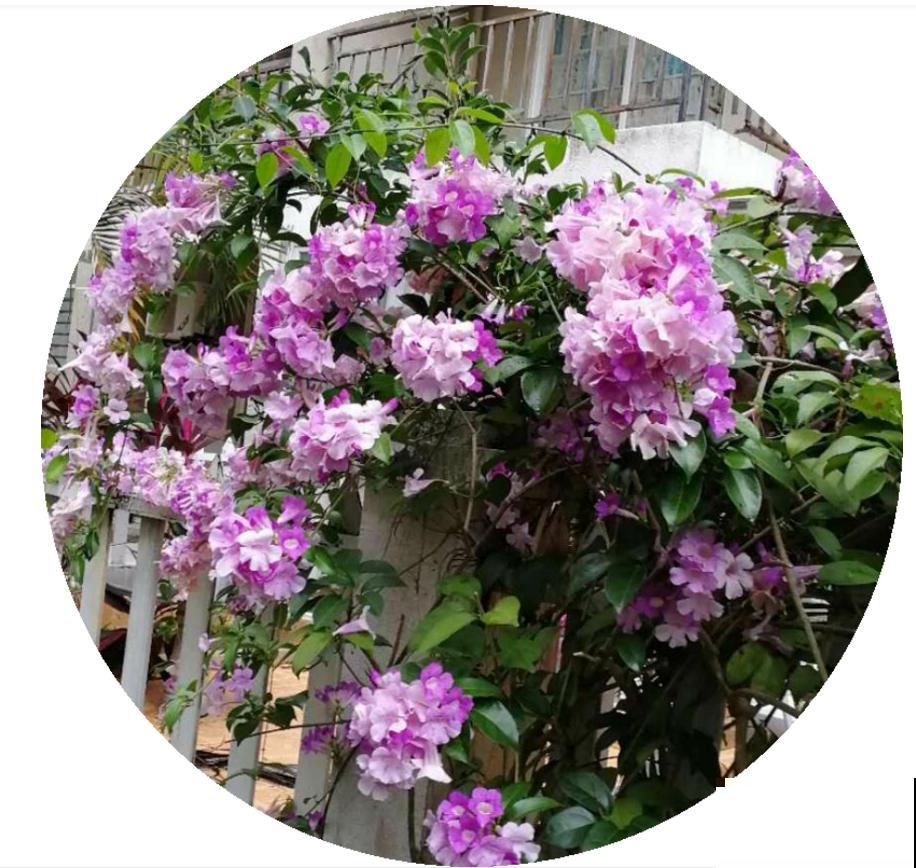 蒜香花开，见花不见叶，小花朵爬满墙！