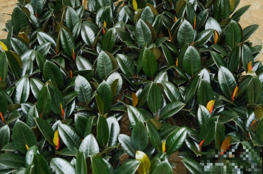 橡皮树为啥扦插不好？时间选错了，换个季节重来！