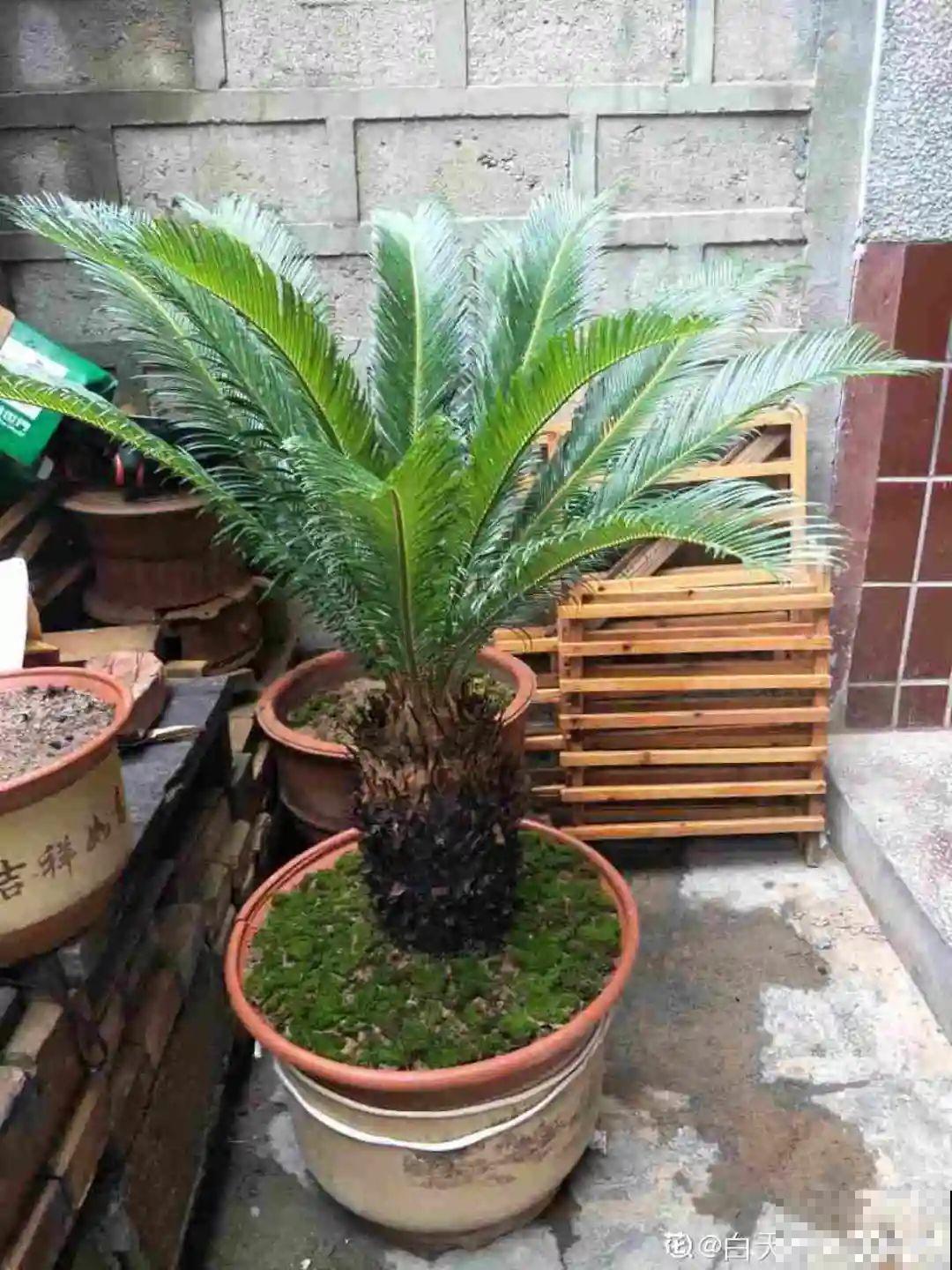 农村当柴火的花，花市卖得可贵，你认识几种？