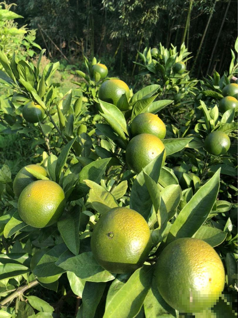 橘子外面的白丝丝，竟然有这么多好处，幸亏没丢掉