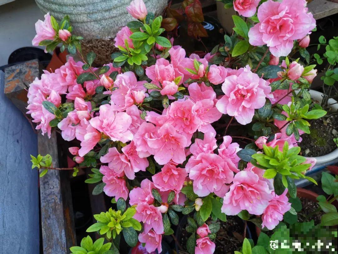 6种花开花时间超长，花朵又大又好看，养花必备