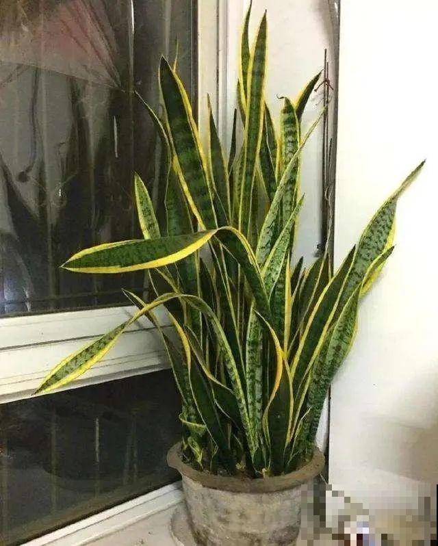 小盆养花好，大盆养花死，真准！