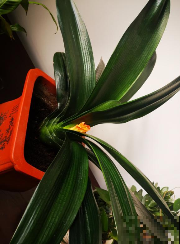 君子兰不爱开花，问题不大，这样养花朵又大又鲜艳！