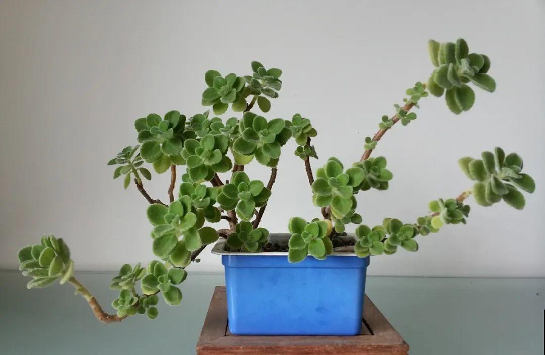 最大的长寿老桩,7年时间,养成盆景! 最大的长寿老桩,7年时间,养成盆景!