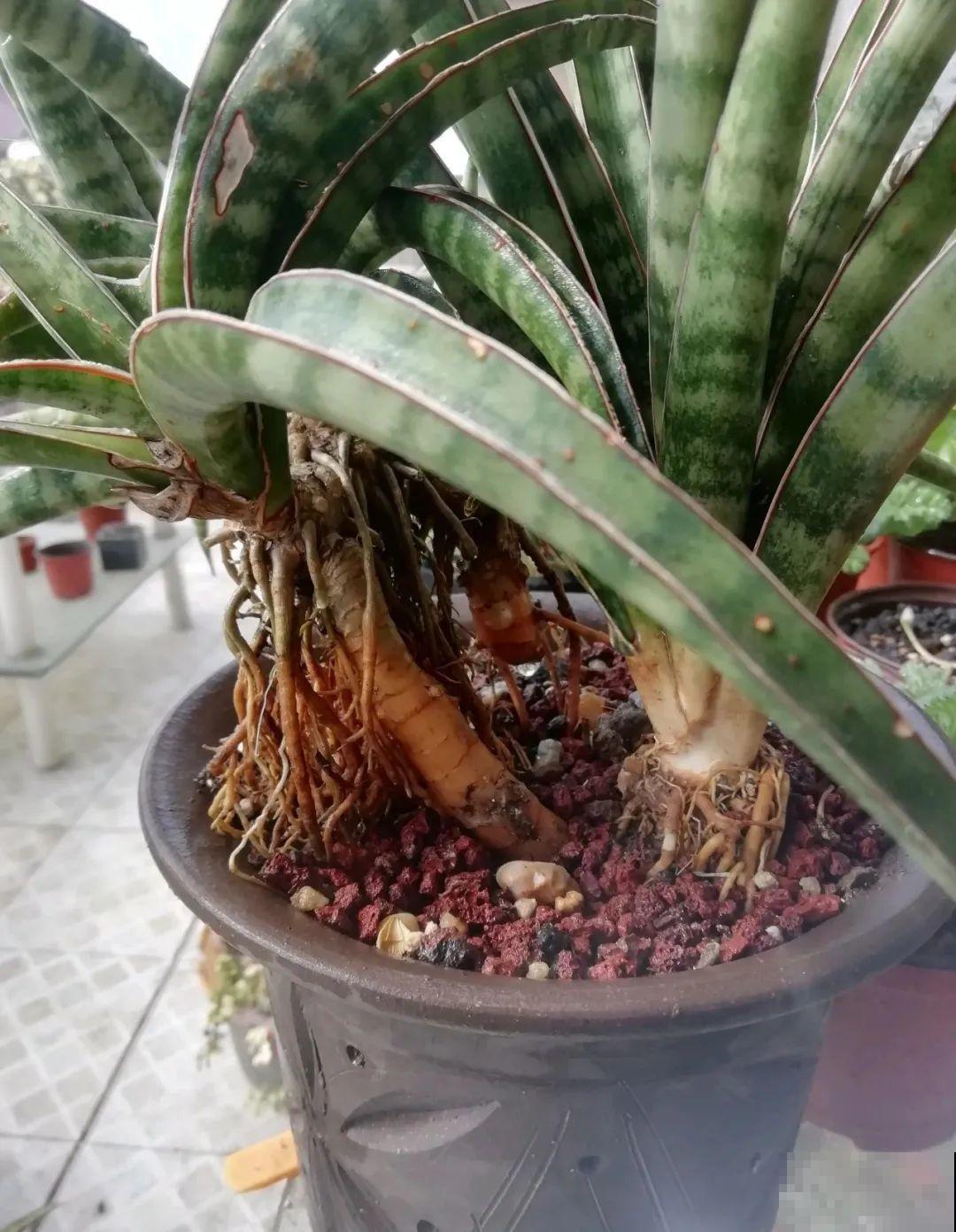 这种花就欠“拽”，没事拽拽根，变成老桩美到爆！