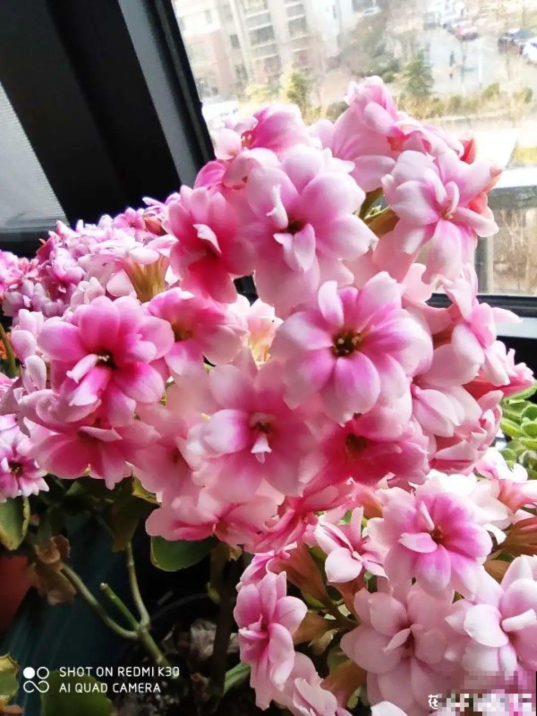 秋天不养长寿花,实在是太亏了,养10盆都不嫌多 秋天不养长寿花,实在是太亏了,养10盆都不嫌多