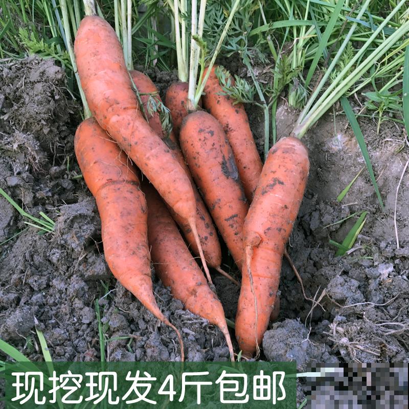 3种胡萝卜不能要，菜贩子自己都不吃，很多人还在买