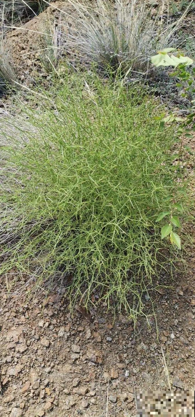 50种小时候常见的野草，现在几乎见不到了